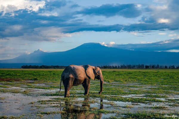 The Mountain and the Marshland (Colour)